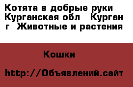 Котята в добрые руки  - Курганская обл., Курган г. Животные и растения » Кошки   